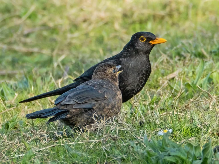 Bird Gallery 2021