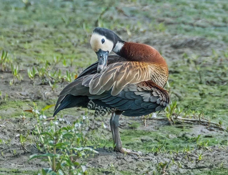 Bird Gallery 2021