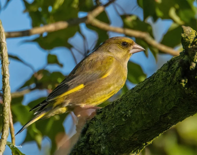 Bird Gallery 2021