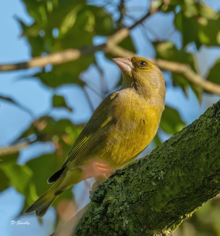 Bird Gallery 2021