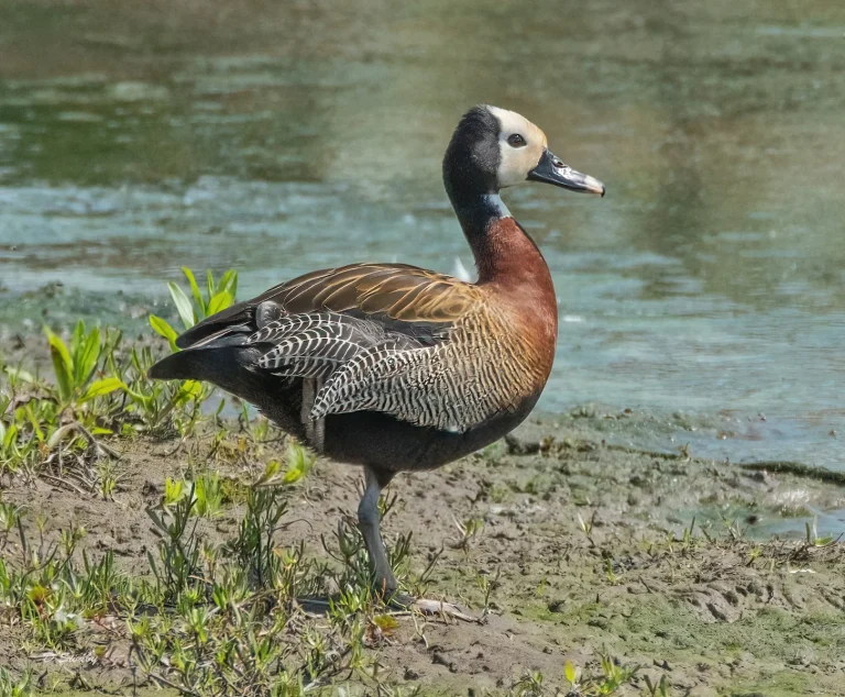 Bird Gallery 2021