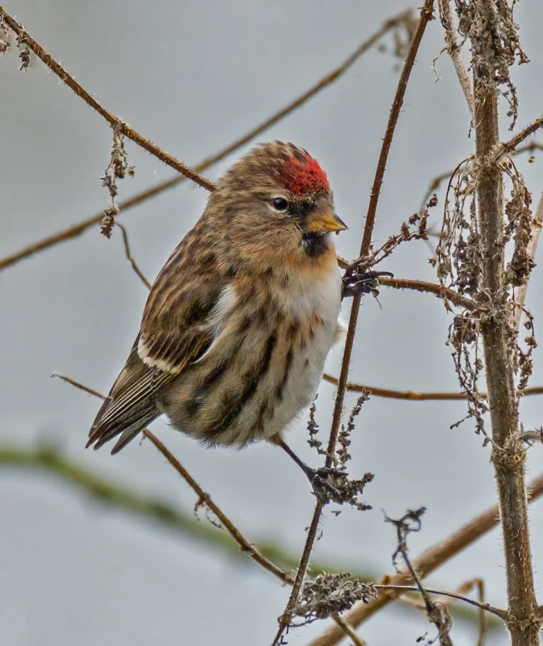 Bird Gallery 2021