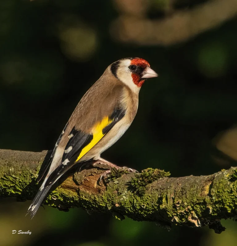 Bird Gallery 2021