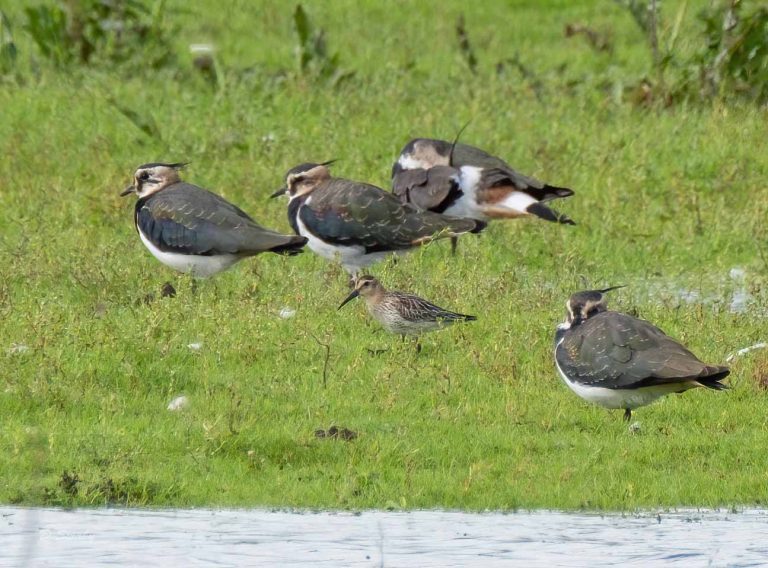 Bird Gallery 2019