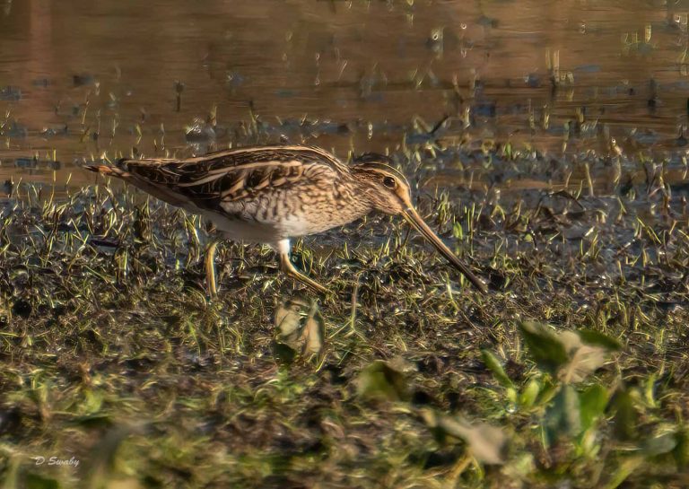 Bird Gallery 2019