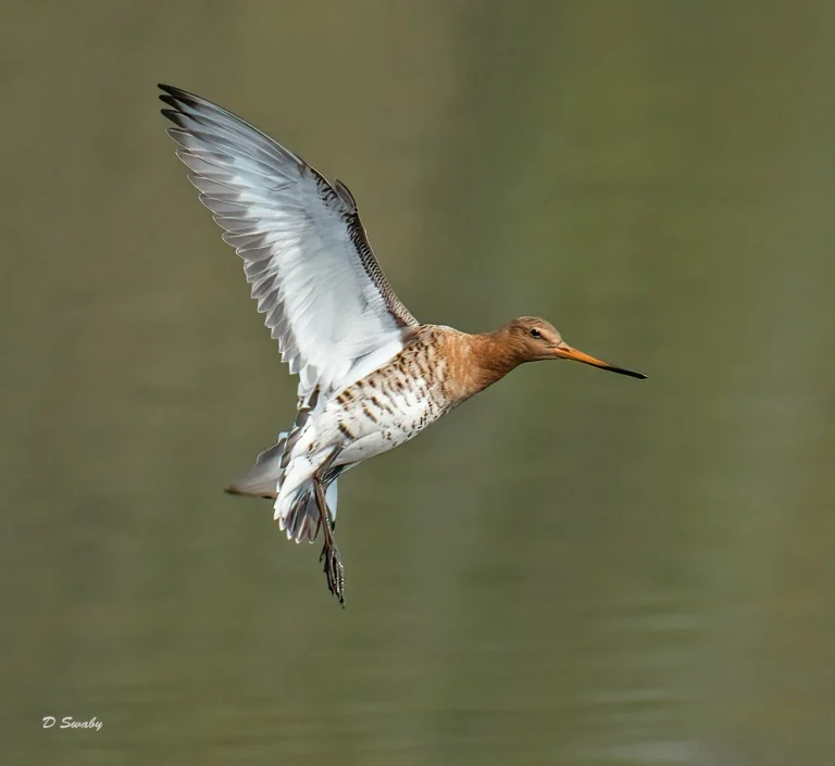 Bird Gallery 2021