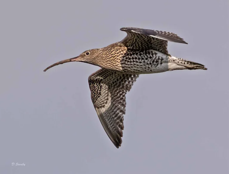 Bird Gallery 2020