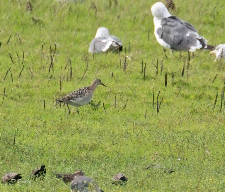 Bird Gallery 2019