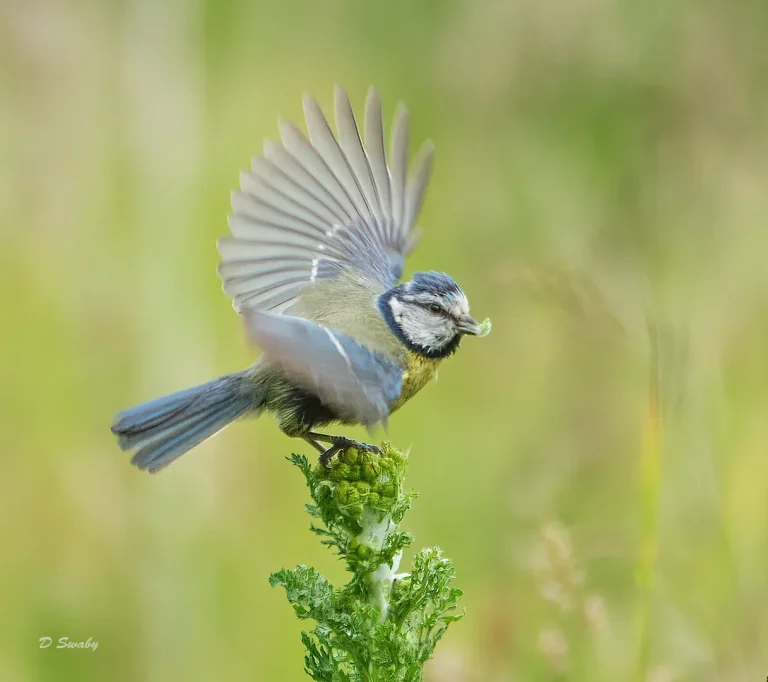 Bird Gallery 2020
