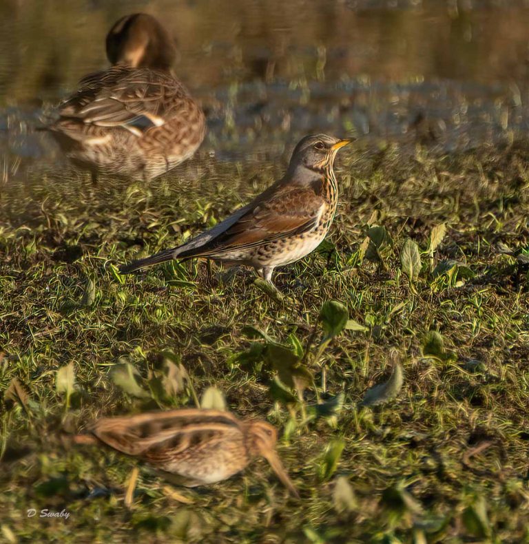 Bird Gallery 2019
