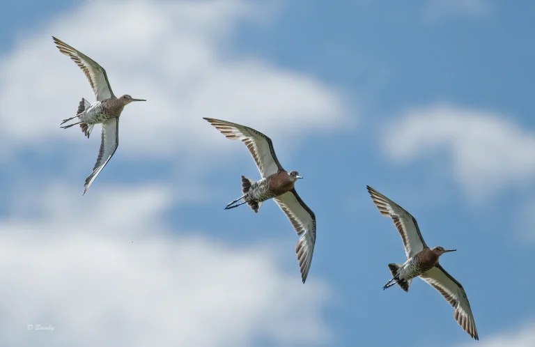 Bird Gallery 2020