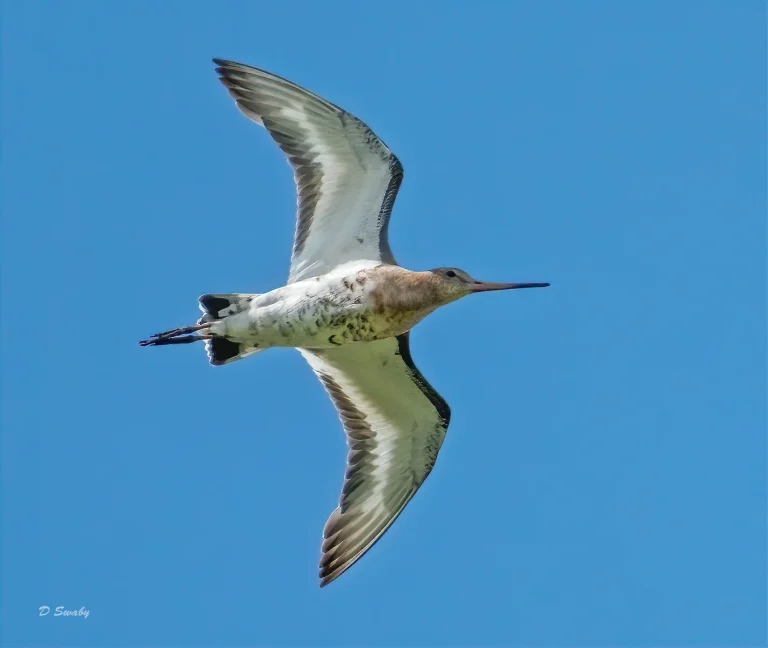 Bird Gallery 2020