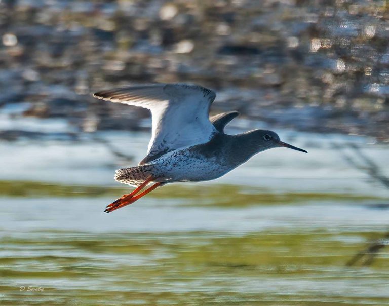 Bird Gallery 2019