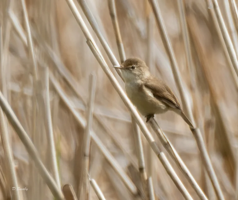Bird Gallery 2021
