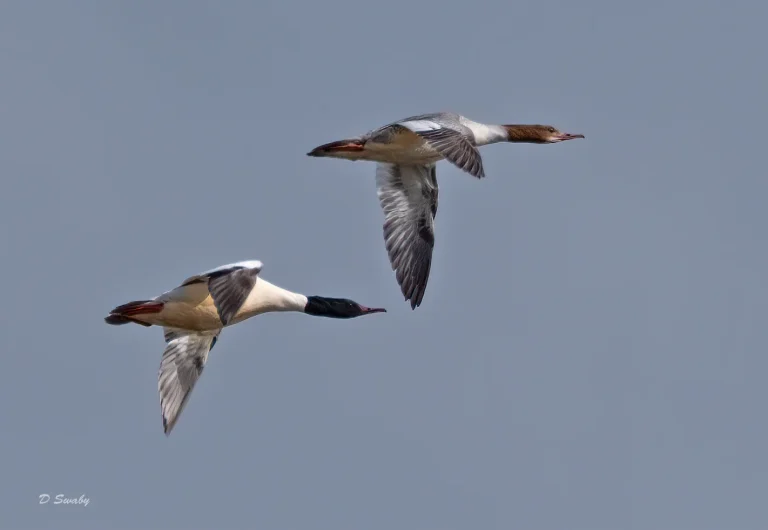 Bird Gallery 2020