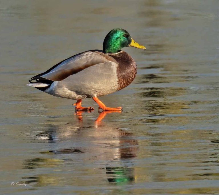Bird Gallery 2019