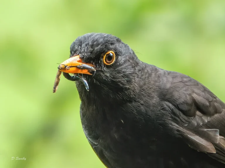 Bird Gallery 2020