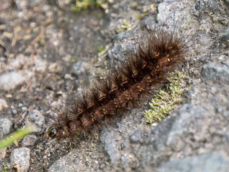 Insects