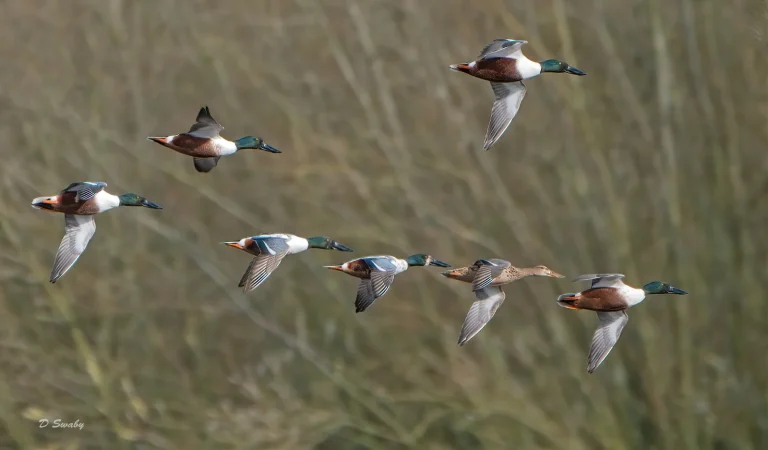 Bird Gallery 2020
