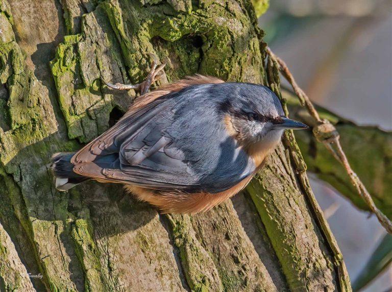Bird Gallery 2020