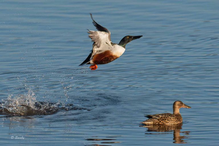 Bird Gallery 2019