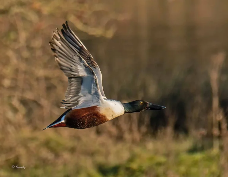 Bird Gallery 2019