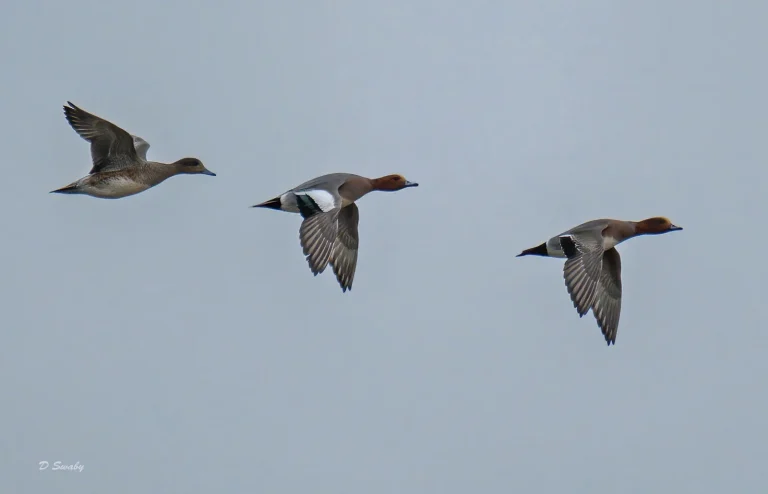 Bird Gallery 2021