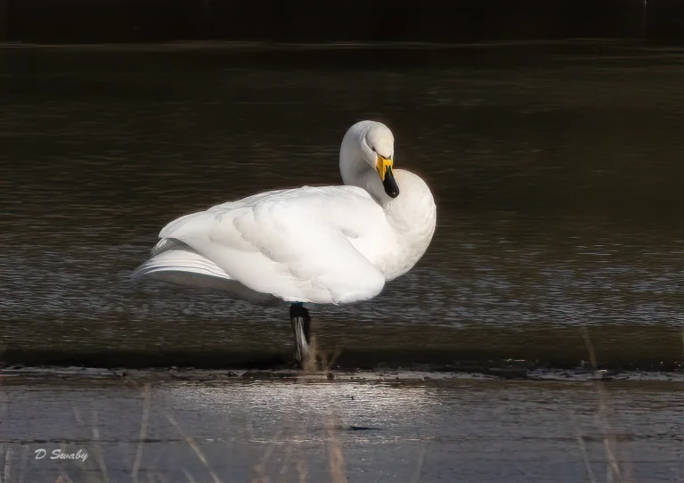 Bird Gallery 2020