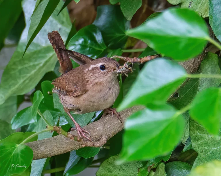 Bird Gallery 2020