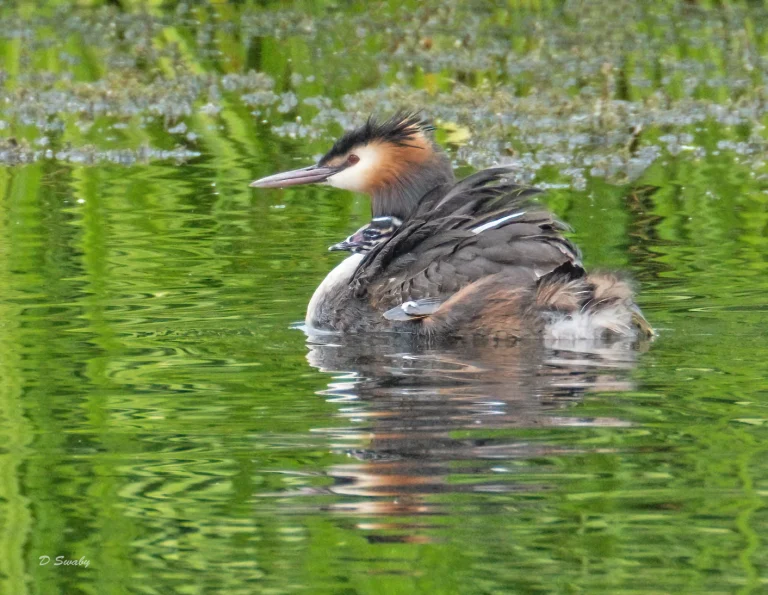 Bird Gallery 2021