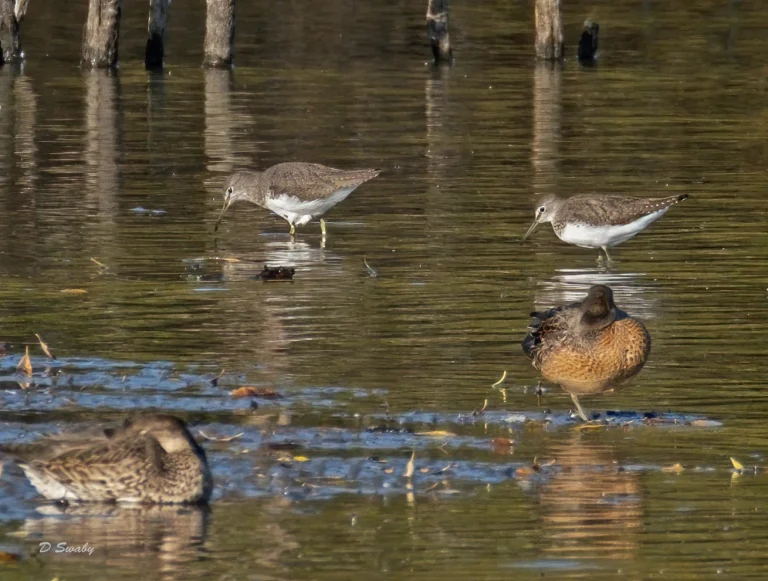 Bird Gallery 2020