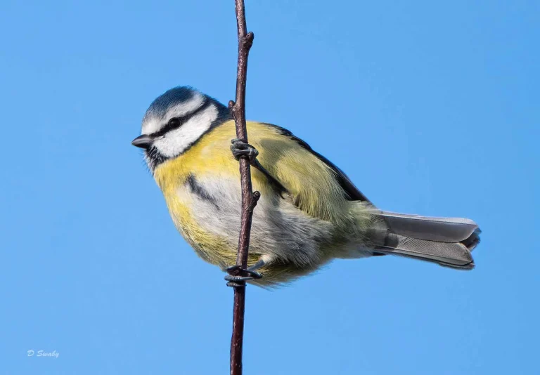 Bird Gallery 2020