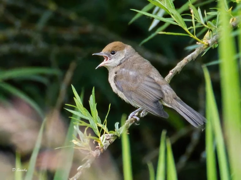 Bird Gallery 2021