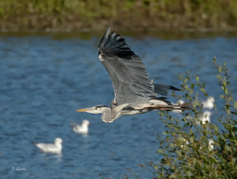 Bird Gallery 2020