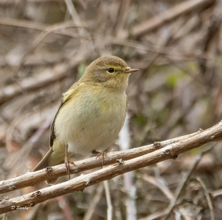 Bird Gallery 2021