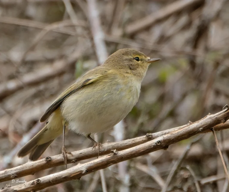 Bird Gallery 2021