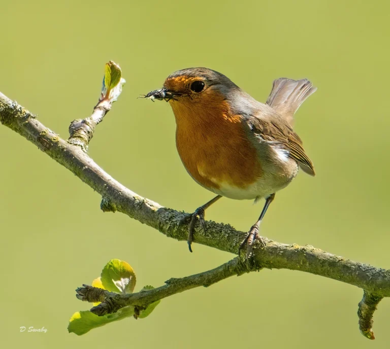 Bird Gallery 2021
