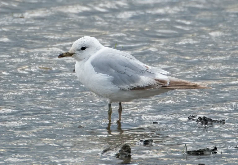 Bird Gallery 2020