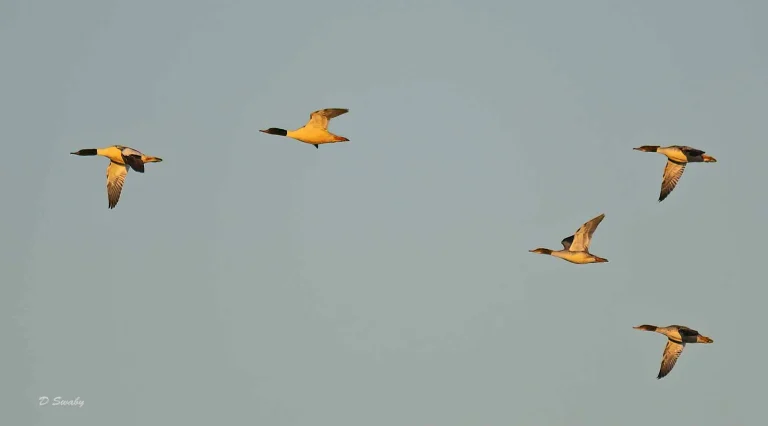 Bird Gallery 2019