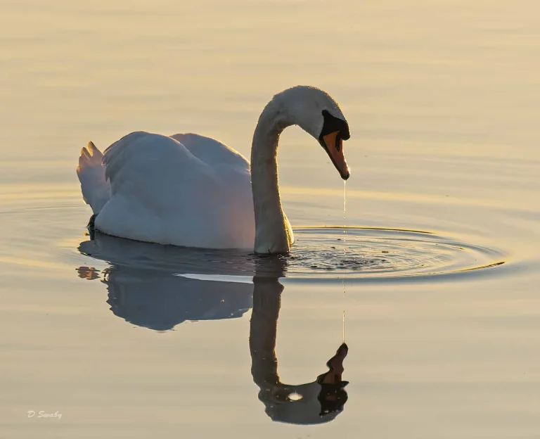 Bird Gallery 2019