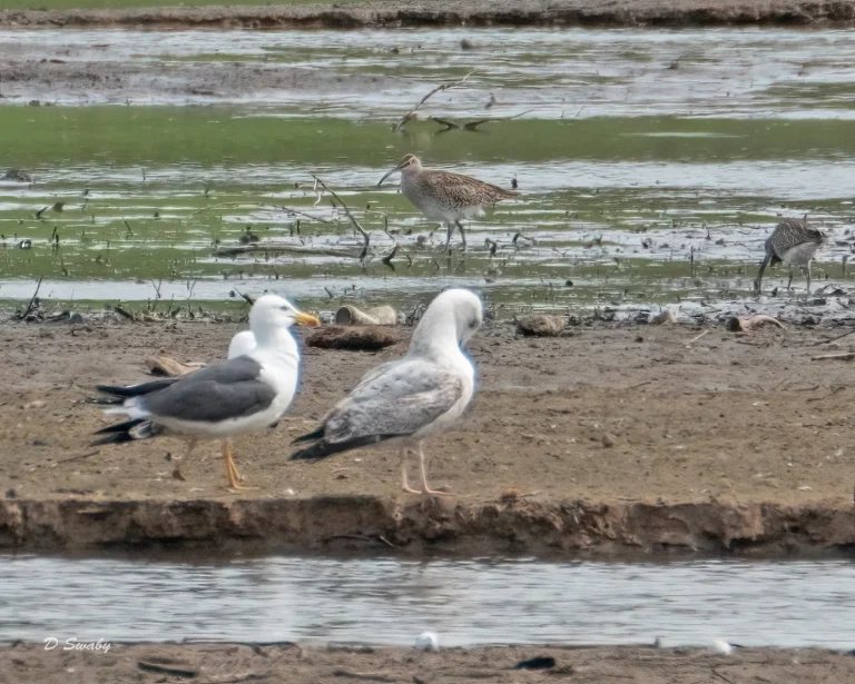 Bird Gallery 2021