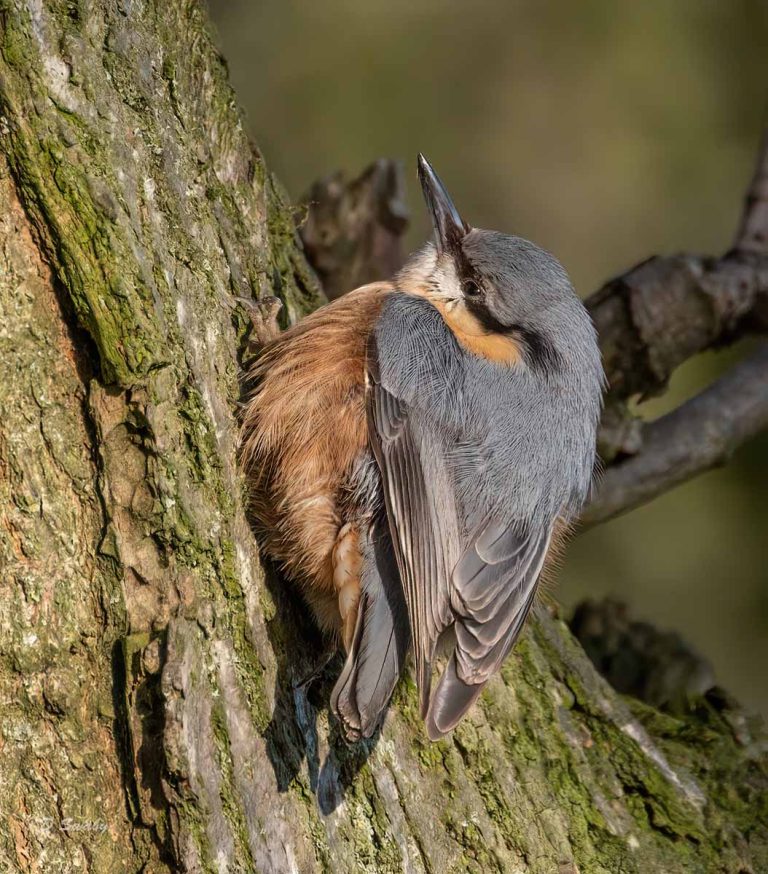 Bird Gallery 2020