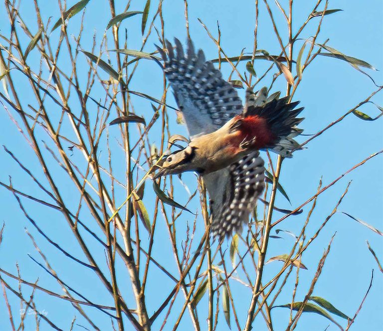 Bird Gallery 2019