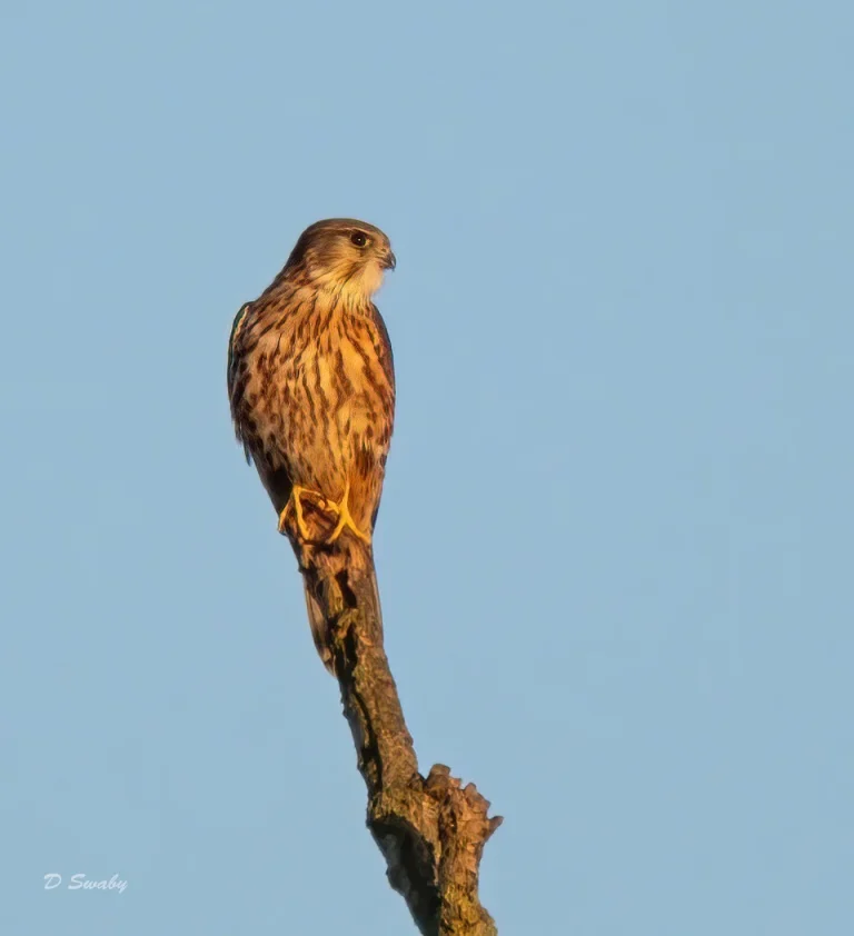 Bird Gallery 2020