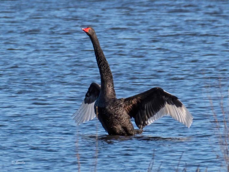 Bird Gallery 2020