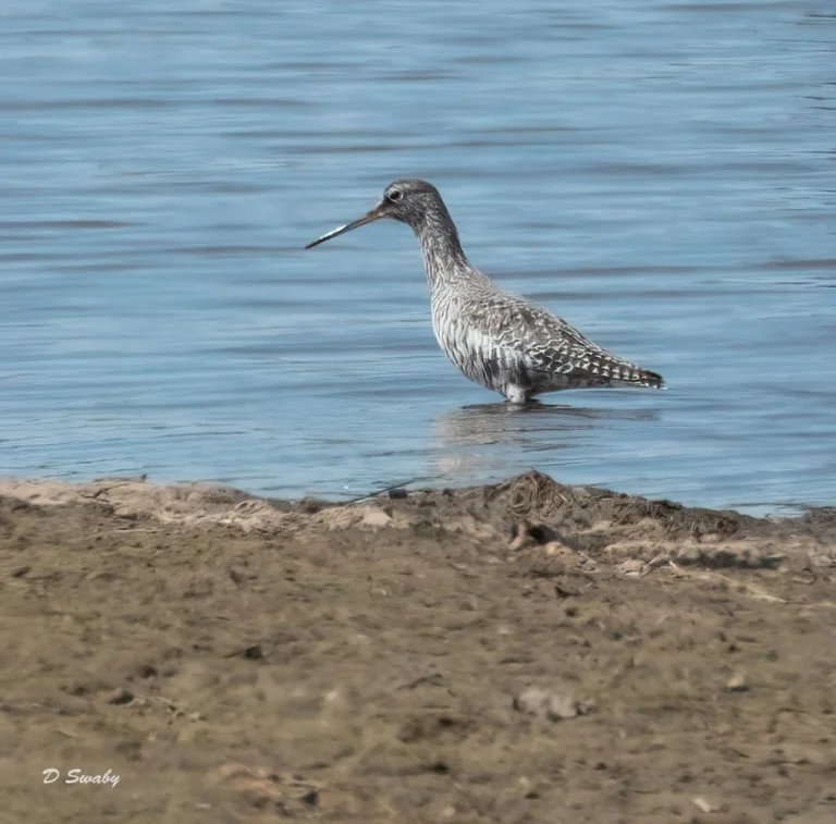 Bird Gallery 2021
