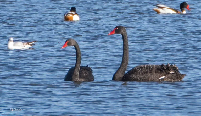 Bird Gallery 2020