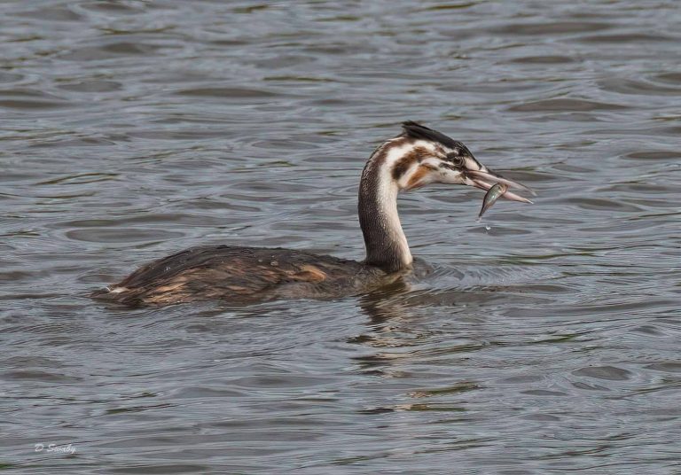 Bird Gallery 2019