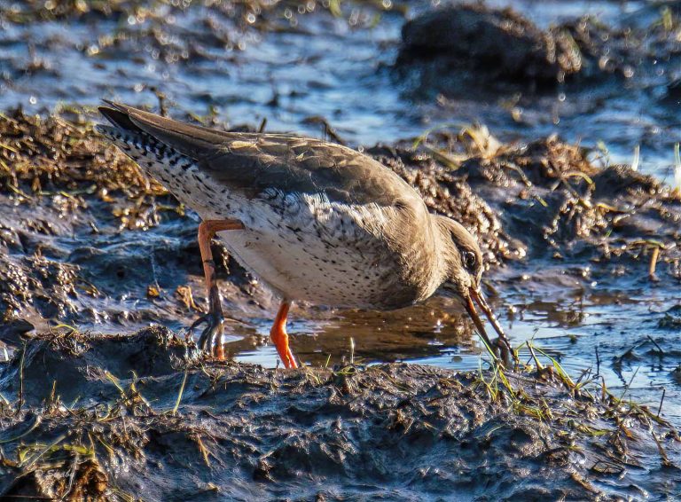 Bird Gallery 2019