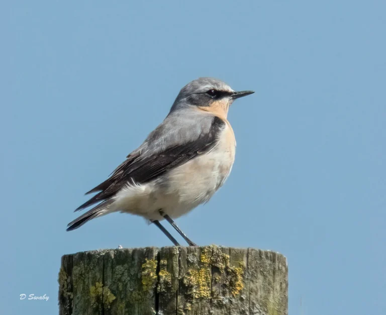 Bird Gallery 2021